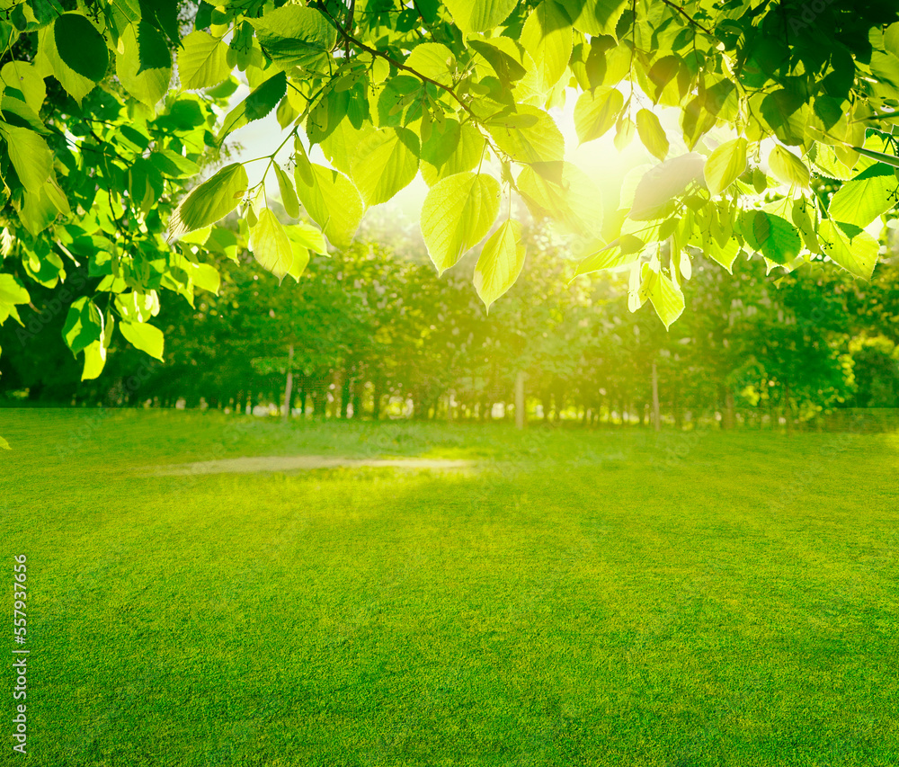 Aufkleber beautiful spring background. view of natural park with a green lawn through young juicy foliage of t