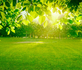 Beautiful spring background. View of natural park with a green lawn through young juicy foliage of...