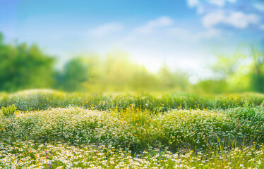 Beautiful blurred spring background nature with blooming glade chamomile, trees and blue sky on a sunny day. - obrazy, fototapety, plakaty