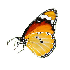 Plain Tiger butterfly on a white background, Danaus chrysippus, also known as the plain tiger.