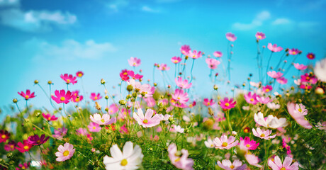 Multicolored cosmos flowers in meadow in spring summer nature against blue sky. Selective soft...
