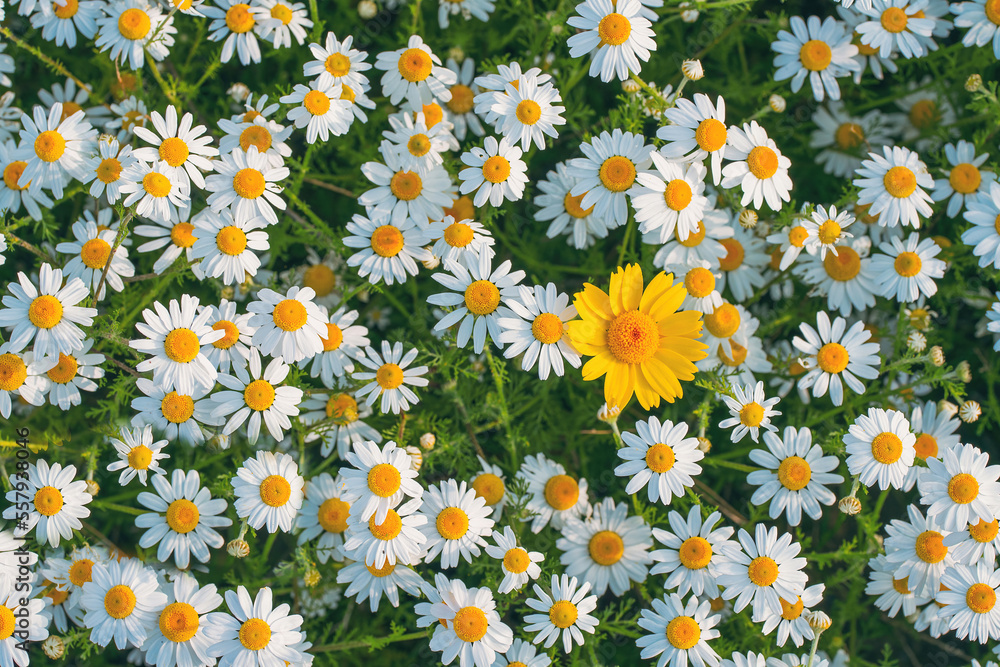Poster field of daisies top view. texture natural background of many flowers chamomile in meadow in grass.