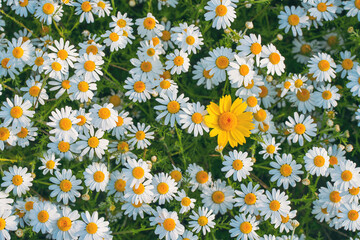 Field of daisies top view. Texture natural background of many flowers chamomile in meadow in grass.