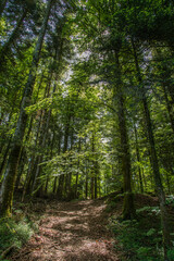 Forêt jurassienne à Villards-d'Héria, Franche-Comté, France