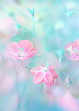 Fototapeta Blurred exquisite spring natural floral background in blue and pink pastel colors. Delicate pink spring flowers.