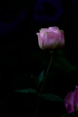 White and Light Pink Lisianthus Flowers in The Garden with Copy Space