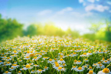 Beautiful blurred spring floral background nature with blooming glade of daisies and blue sky on sunny day. - obrazy, fototapety, plakaty