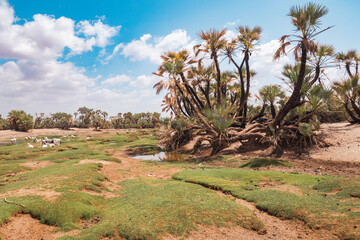 Fototapeta na wymiar palm trees growing in the wild at North Horr Oasis in Marsabit County, Kenya