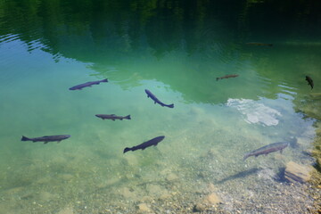 The Blausee is a lake in Bernese Oberland, Kandergrund