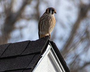 Kestrel perched on roof