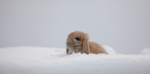 brown little rabbit in winter