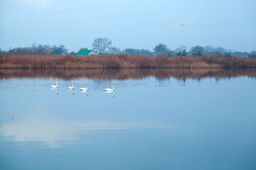 Family of four white swans on calm waters of the river in the morning, countryside background. Peaceful Ukraine