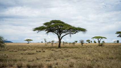Obraz premium Acacia Tree in Serengeti National Park