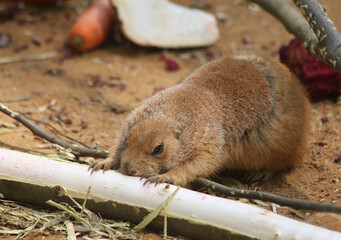 prairie dog eating