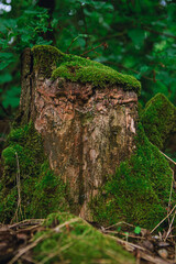 An old rotten stump in the woods. A stump overgrown with thick moss.