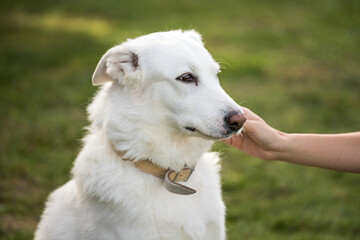 Obraz premium happy white dog