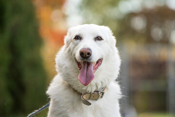 happy white dog