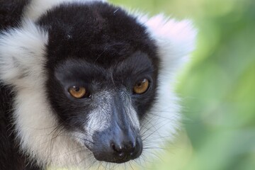 black and white lemur