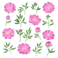 Set of blooming peony garden flowers. Buds, leaves and blooming flower, floral decor element for invitation, greeting card cartoon vector