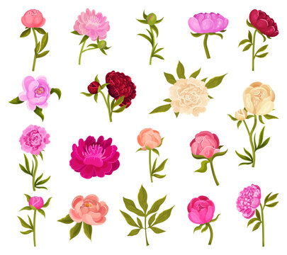 Set of blooming peony garden flowers. Buds, leaves and blooming flower of different colors, floral decor element for invitation, greeting card cartoon