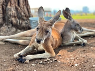 Naklejka na ściany i meble Kangaroo relaxing