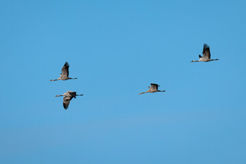 Common crane (Grus grus).