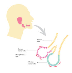 Salivary glands cells. Men lateral view with the three salivary glands and gland cells