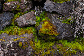 Steine am Fuße des Vesuv sind mit grünem Moos bewachsen