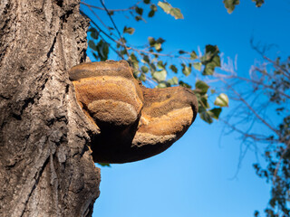Big tree mushrooms growing on an old tree trunk. Woodland mushrooms