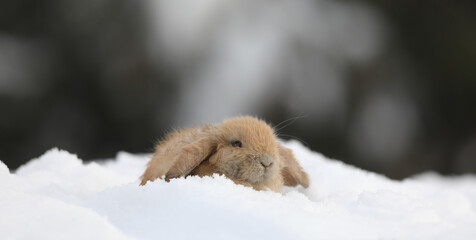 brown little rabbit in winter