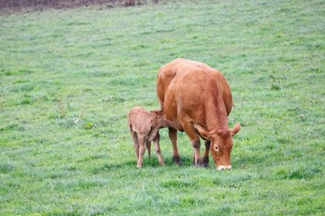 Vache limousine