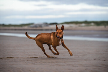 Podenco Hund am Strand der Nordsee