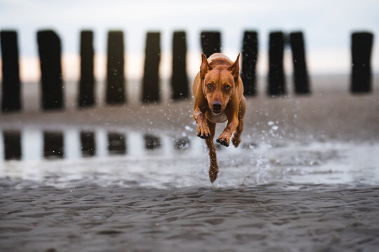 Podenco Hund am Strand der Nordsee