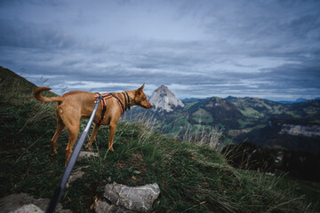 Brauner Hund in Schweizer Landschaft