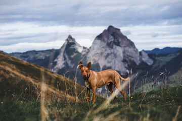 Brauner Hund in Schweizer Landschaft