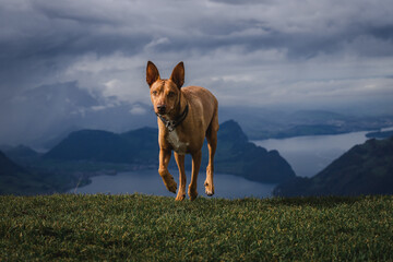 Brauner Hund in Schweizer Landschaft