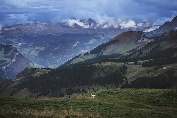 Fototapeta na wymiar Schweizer Berge, kleiner Hund