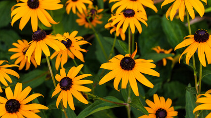 Black-eyed Susan flower