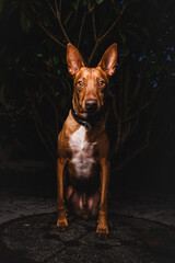 Podenco Portat draussen mit Blitz
