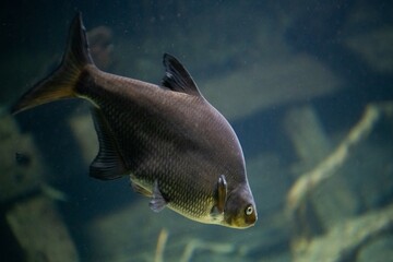 Beliebter Speisefisch -  Ein Karpfen in einem Aquarium - Karpfen sind besonders zur Jahreswende in...