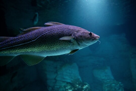 Kabeljau, auch als Dorsch bezeichneter Fisch