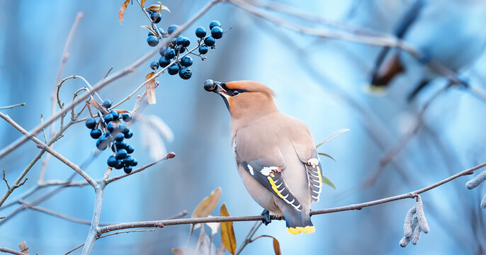 Bird Bohemian waxwing Bombycilla garrulus it picks berries in winter and feeds on them.