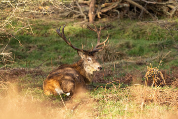 Red Deer
