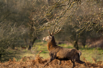Red Deer