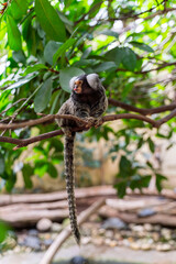A common marmoset (Callithrix jacchus) sits on a branch