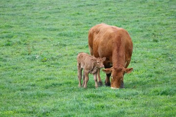 Vache limousine