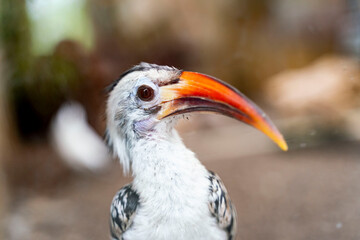 Rotschnabeltoko (Tockus erythrorhynchus) aus der Familie der Nashornvögel (Bucerotidae)