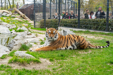 Tiger liegt im Zoo in Straubing