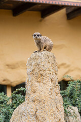 Erdmännchen (Suricata suricatta) im Straubinger Zoo