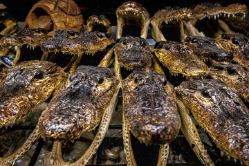 alligator heads for sale, key west